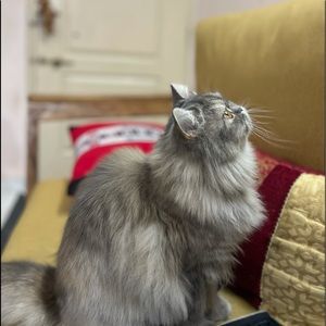 Meet your Posher, Bindiya